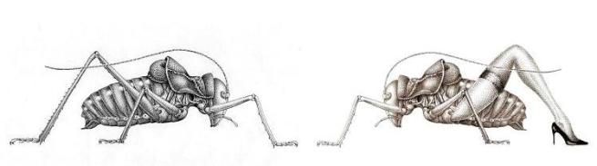 test-de-roschard-imagen